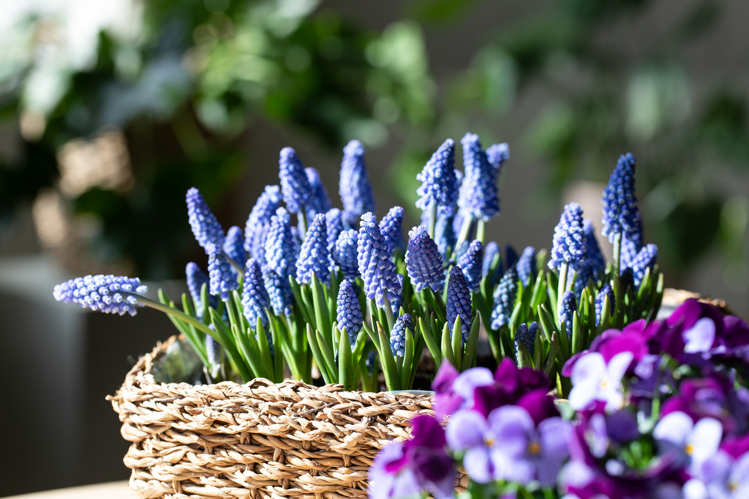 Perleblomst muscari